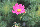 花の写真