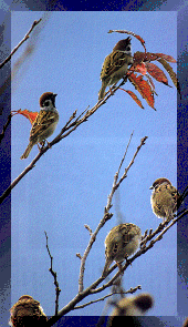 birdland-image1.GIF