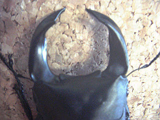 fukken-a2.JPG
