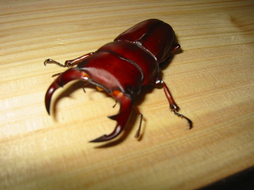 r-oo4.jpg