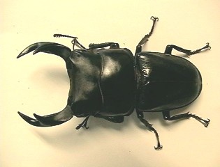 yakuno611.jpg