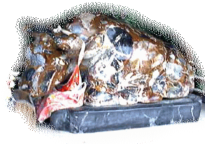 ���҂��҂��̋�