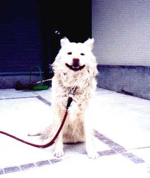 FUKU SMILE