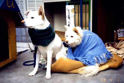 OLD COUPLE
