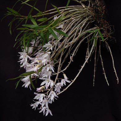 白花標準花：長茎種