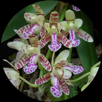 ナゴラン花模様 着生蘭栽培へのいざない Ginshiba Epiphytic Orchids