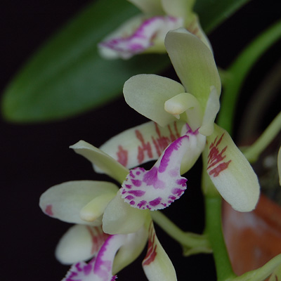 ナゴラン 名護蘭 の部屋 着生蘭栽培へのいざない Ginshiba Epiphytic Orchids