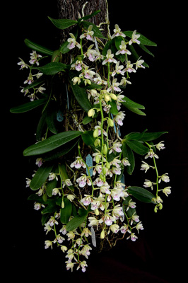 ナゴラン 名護蘭 の部屋 着生蘭栽培へのいざない Ginshiba Epiphytic Orchids