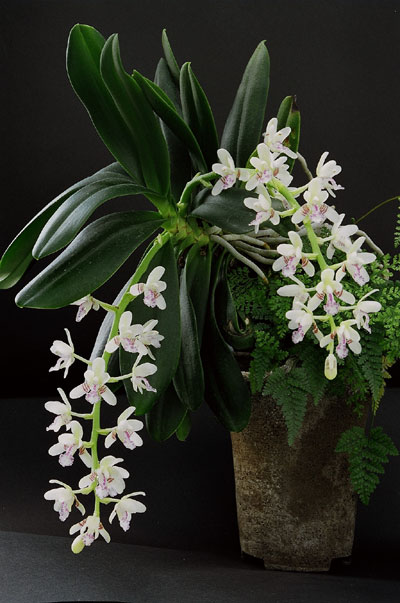 Oyabun の小部屋 着生蘭栽培へのいざない Ginshiba Epiphytic Orchids