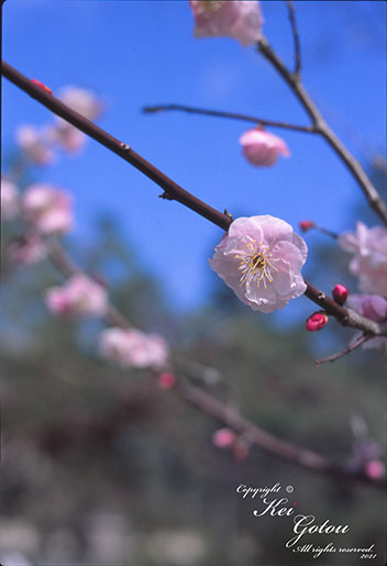 梅の花のカラー写真