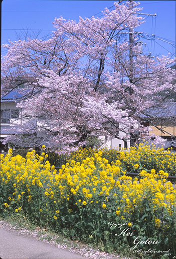 桜と菜の花のカラー写真