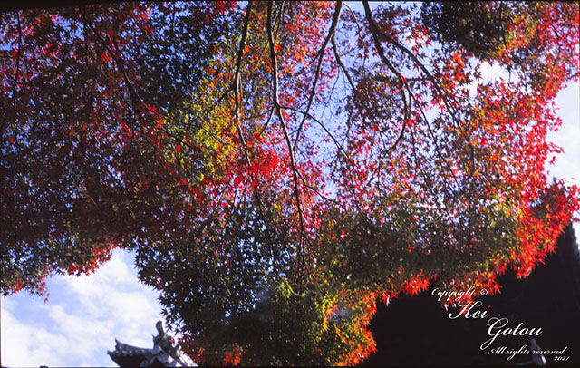 南禅寺山門脇の紅葉のカラー写真1
