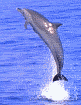 Dolphin Jump!