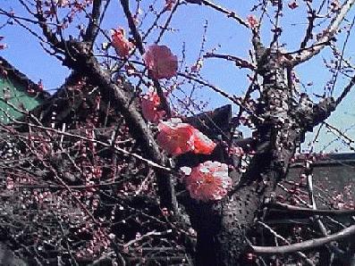 Ume