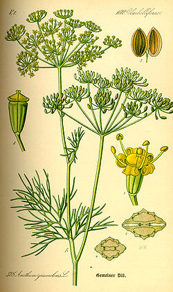 Anethum_graveolens.jpg