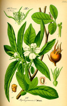 medlar-tree.jpg