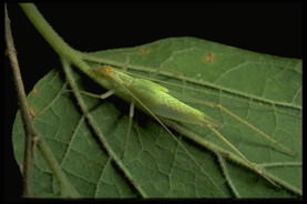 tree-cricket.jpg