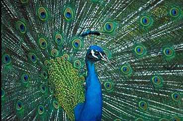 Peacock.jpg