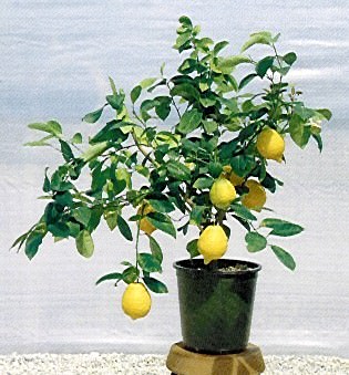 citrus24.jpg