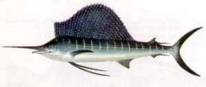 Sailfish.jpg