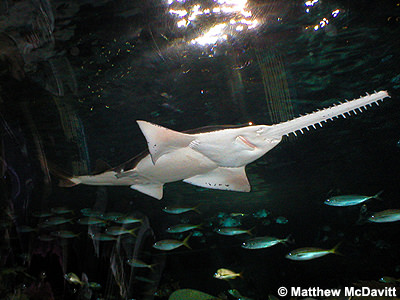 Saw-fish.jpg