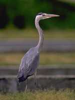 ardea.jpg