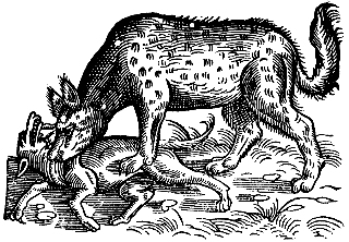 hyaina.gif