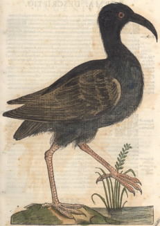 ibis.jpg