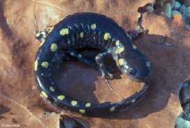 salamandra.jpg